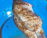 A picture of step 6 of Grilled Fish.