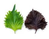 Foto del paso 6 de la receta: Sustituto del jugo Perilla frutescens roja Japonés jugo de Shiso roja🇺🇾🇯🇵代用紫蘇ジュース