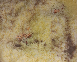 Foto del paso 6 de la receta: Cuscús marroquí 😌