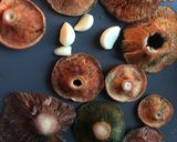 Foto del paso 3 de la receta: Rovellons y esclatasangs(Níscalos) al ajillo