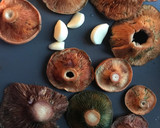 Foto del paso 3 de la receta: Rovellons y esclatasangs(Níscalos) al ajillo