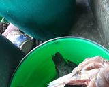 Foto del paso 1 de la receta: Mojarra Empapelada a las Brazas