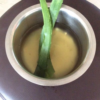 variegated aspidistra Aspidistra elatior (Cast Iron Plant)  Ricardo's Nursery