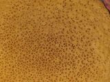 بغرير