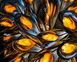 Foto del paso 1 de la receta: "MEJILLONES EN SALSA"