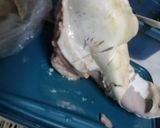 Foto del paso 3 de la receta: Lengua a la vinagreta