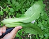 Hình bước làm 1 của món Cải thìa xào nấm đông cô