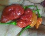 Foto langkah ke 3 dari resep Cumi Basah Saus Tiram Extra Pedas (cabe gendot).