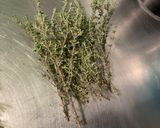 Une image de l'étape 3 de Chapon fermier aux herbes aromatiques farci cèpes et morilles.