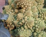 A picture of step 2 of Spiced romanesco + chickpea salad.