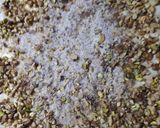 Foto del paso 2 de la receta: Baklava