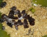Foto del paso 2 de la receta: Galletas de Avena, coco y pasas de uva 🍪