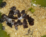 Foto del paso 2 de la receta: Galletas de Avena, coco y pasas de uva 🍪
