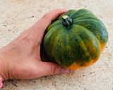 Foto del paso 1 de la receta: Calabaza de bellota al horno/Acorn Squash