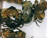 Hình bước làm 1 của món Cua rang mặn