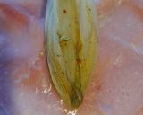 A picture of step 4 of "Chicon au jambon gratin" Chicory in ham gratin.
