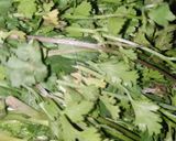 A picture of step 1 of Chutney.