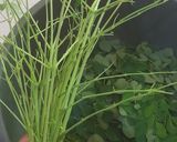 Foto langkah ke 1 dari resep Sayur Bening Daun Kelor.