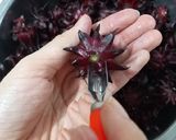 Hình bước làm 2 của món Siro Atiso