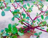A picture of step 1 of Luni bhaji salad..!!!!(purslane).