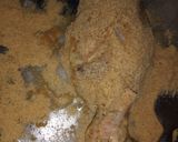 Foto del paso 2 de la receta: Pollo broaster en air fryer🍗🍵