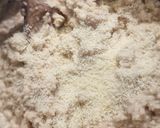Rakott, gyümölcsös zabpehely (vegán) recept fázis 4 fotója