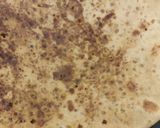 A picture of step 4 of Sesame seeds and sugar paratha.