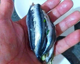 Foto del paso 9 de la receta: Brevas de boquerones rellenas de cebollino, ajos puerros y queso