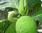 A picture of step 1 of #Mommas recipes Breadfruit and dry salted fish curry #mo.