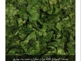 فطائر السبانخ