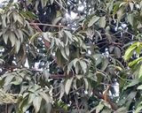 आम का मीठा आचार (गुरममा) रेसिपी चरण 1 फोटो