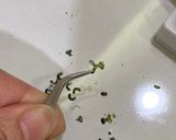 龍貓火腿蛋造型吐司的食譜步驟4照片