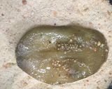 Foto del paso 3 de la receta: Milanesas de berenjena 🍆