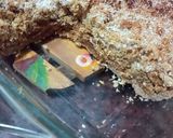 Foto del paso 4 de la receta: Tarta de coco y dulce de leche integral