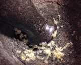 Foto del paso 2 de la receta: Tzatziki