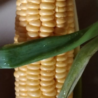 Langkah 1
