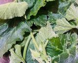 A picture of step 1 of Pumpkin Greens with Mung dal.