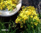 সর্ষে ফুলের বড়া (shorshe fuler bora recipe in Bengali) রেসিপির ধাপ 1 ছবি