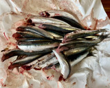 Foto del passaggio 1 della ricetta 173 • “Alici in tortiera” (in padella, ricetta napoletana)