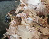 Foto del paso 2 de la receta: Cabezada en Salsa