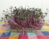 Foto del paso 4 de la receta: Ensalada de kumato con jamón, grana padano y brotes