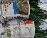 Foto del paso 5 de la receta: Calçot