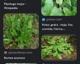Foto del paso 9 de la receta: Tortilla de rumex con un mix de verduras