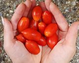 Foto del paso 3 de la receta: 🍅🌿 Sorrentinos caprese - tomate, queso, ricotta y albahaca - con masa precocida casera 🌿🍅