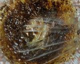 A picture of step 2 of Dalgona Coffee.