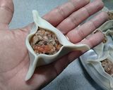 Foto del paso 4 de la receta: Sfijas ✅🥟 | Empanadas árabes 🥟🚀
