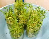 Hình bước làm 1 của món Rau mầm đậu xanh xào phi lê bò