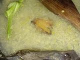 Telur puyuh bumbu kecap ala sundukan angkringan