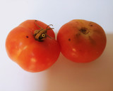 Foto del paso 3 de la receta: Merluza en salsa marinera y reducción Pedro Ximénez balsámico