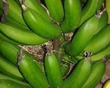 Foto langkah ke 1 dari resep Pisang Goroho Cokelat Keju.